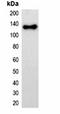 mOrange Tag antibody, orb323055, Biorbyt, Western Blot image 
