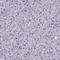 Izumo Sperm-Egg Fusion 1 antibody, NBP1-83086, Novus Biologicals, Immunohistochemistry paraffin image 