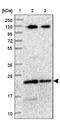 BLOC-1 Related Complex Subunit 5 antibody, PA5-58821, Invitrogen Antibodies, Western Blot image 