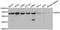 Glucose-6-phosphate 1-dehydrogenase antibody, MBS127205, MyBioSource, Western Blot image 