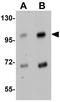 Schlafen Family Member 14 antibody, GTX85216, GeneTex, Western Blot image 