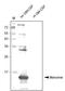 Colony Stimulating Factor 2 antibody, AP26027PU-L, Origene, Western Blot image 