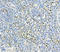 Vesicle Associated Membrane Protein 2 antibody, ADI-VAM-SV014-E, Enzo Life Sciences, Immunohistochemistry paraffin image 
