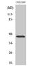 Monoacylglycerol lipase ABHD12 antibody, A06833, Boster Biological Technology, Western Blot image 