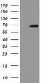 EPM2A-interacting protein 1 antibody, TA501796, Origene, Western Blot image 