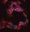 Calcium-dependent secretion activator 1 antibody, PA5-19588, Invitrogen Antibodies, Immunofluorescence image 