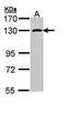 RNA Binding Motif Protein 15 antibody, orb73677, Biorbyt, Western Blot image 