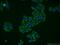 Hematological and neurological expressed 1 protein antibody, 14914-1-AP, Proteintech Group, Immunofluorescence image 