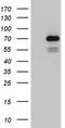 PiggyBac transposable element-derived protein 3 antibody, TA810308, Origene, Western Blot image 