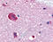 G Protein-Coupled Receptor 61 antibody, TA316845, Origene, Immunohistochemistry frozen image 