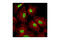 Histone H3 antibody, 9751S, Cell Signaling Technology, Immunocytochemistry image 
