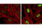 Histone H3 antibody, 9649P, Cell Signaling Technology, Immunofluorescence image 