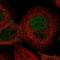 Mitochondrial sodium/hydrogen exchanger NHA2 antibody, NBP2-13348, Novus Biologicals, Immunocytochemistry image 