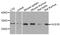 HUS1 Checkpoint Clamp Component B antibody, PA5-76200, Invitrogen Antibodies, Western Blot image 