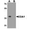 Ectodysplasin A antibody, TA349124, Origene, Western Blot image 