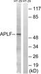 Aprataxin And PNKP Like Factor antibody, LS-C118348, Lifespan Biosciences, Western Blot image 