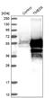 Transmembrane P24 Trafficking Protein Family Member 8 antibody, NBP1-84744, Novus Biologicals, Western Blot image 