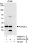 Progesterone Receptor Membrane Component 2 antibody, A302-954A, Bethyl Labs, Immunoprecipitation image 