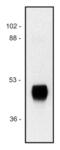 Horseradish Peroxidase antibody, LS-C45886, Lifespan Biosciences, Western Blot image 