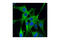GAPDH antibody, 3906S, Cell Signaling Technology, Immunocytochemistry image 