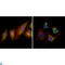 EPH Receptor B2 antibody, LS-C812459, Lifespan Biosciences, Immunofluorescence image 