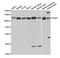 SH2B adapter protein 1 antibody, orb167433, Biorbyt, Western Blot image 