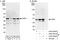 Upstream stimulatory factor 2 antibody, A303-540A, Bethyl Labs, Immunoprecipitation image 