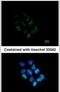 WD Repeat Domain 12 antibody, PA5-31703, Invitrogen Antibodies, Immunofluorescence image 