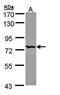 FLJ23560 antibody, orb69835, Biorbyt, Western Blot image 