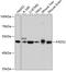 Fatty Acid Desaturase 2 antibody, GTX64748, GeneTex, Western Blot image 