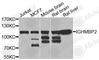 Immunoglobulin Mu DNA Binding Protein 2 antibody, A7240, ABclonal Technology, Western Blot image 