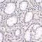 Zinc finger protein 106 antibody, IHC-00296, Bethyl Labs, Immunohistochemistry paraffin image 