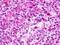 G Protein-Coupled Receptor 183 antibody, LS-A46, Lifespan Biosciences, Immunohistochemistry frozen image 