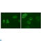 TYRO3 Protein Tyrosine Kinase antibody, LS-C814257, Lifespan Biosciences, Immunofluorescence image 