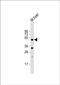 Serine/Threonine Kinase 38 antibody, PA5-72119, Invitrogen Antibodies, Western Blot image 