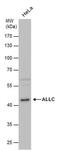 Allantoicase antibody, PA5-40113, Invitrogen Antibodies, Western Blot image 