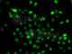 BCL6 Transcription Repressor antibody, A7173, ABclonal Technology, Immunofluorescence image 