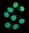 Stromelysin-2 antibody, orb256685, Biorbyt, Immunofluorescence image 