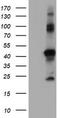 Ring Finger Protein 113B antibody, CF504133, Origene, Western Blot image 