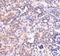 MAS1 Proto-Oncogene, G Protein-Coupled Receptor antibody, NBP1-78444, Novus Biologicals, Immunohistochemistry frozen image 
