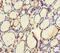 Ubiquitin-conjugating enzyme E2 Q2 antibody, CSB-PA845153HA01HU, Cusabio, Immunohistochemistry frozen image 