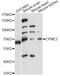 Copine-3 antibody, A14689, ABclonal Technology, Western Blot image 
