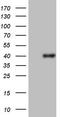 hPD-1 antibody, TA806813S, Origene, Western Blot image 