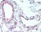 G Protein-Coupled Receptor 149 antibody, orb85765, Biorbyt, Immunohistochemistry paraffin image 