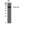 SCH antibody, LS-C381367, Lifespan Biosciences, Western Blot image 