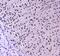 Mtg8 antibody, A01792-1, Boster Biological Technology, Immunohistochemistry paraffin image 