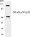 Nuclear factor NF-kappa-B p105 subunit antibody, EKC1401, Boster Biological Technology, Western Blot image 