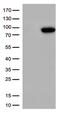 DNA repair protein XRCC1 antibody, TA500881S, Origene, Western Blot image 