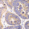 Hydroxymethylglutaryl-CoA lyase, mitochondrial antibody, A01886, Boster Biological Technology, Immunohistochemistry frozen image 