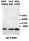 HERV-H LTR-Associating 3 antibody, orb77634, Biorbyt, Western Blot image 